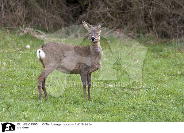 Reh / roe deer / WS-01505