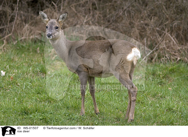 roe deer / WS-01507