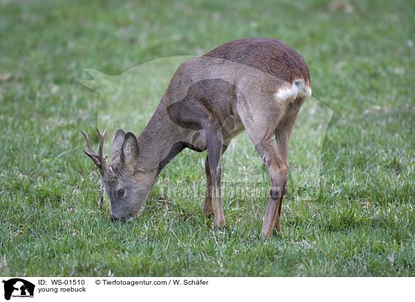 young roebuck / WS-01510