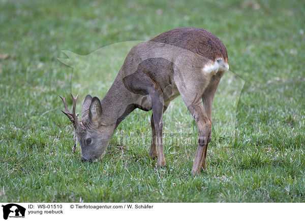 junger Rehbock / young roebuck / WS-01510