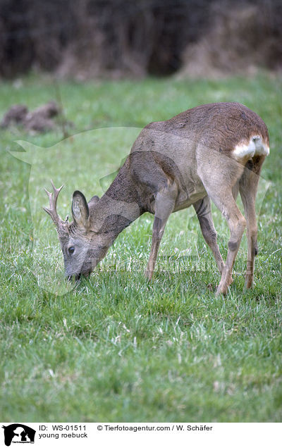 junger Rehbock / young roebuck / WS-01511