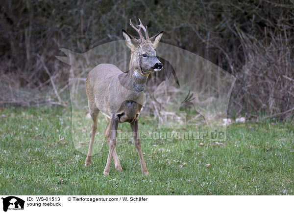 young roebuck / WS-01513