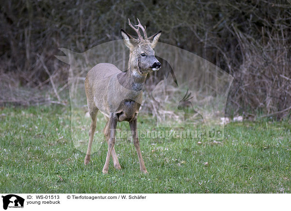 junger Rehbock / young roebuck / WS-01513