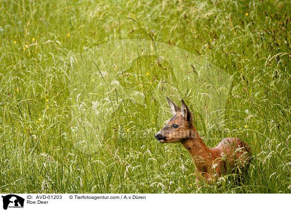 Reh / Roe Deer / AVD-01203