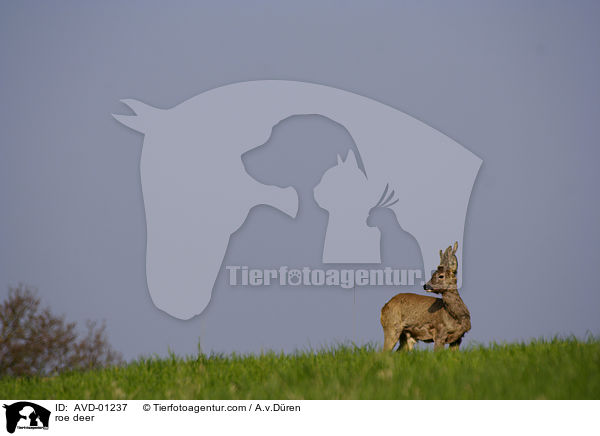 Reh / roe deer / AVD-01237