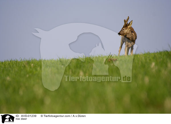 Reh / roe deer / AVD-01239