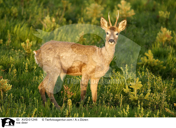 Reh / roe deer / AVD-01246