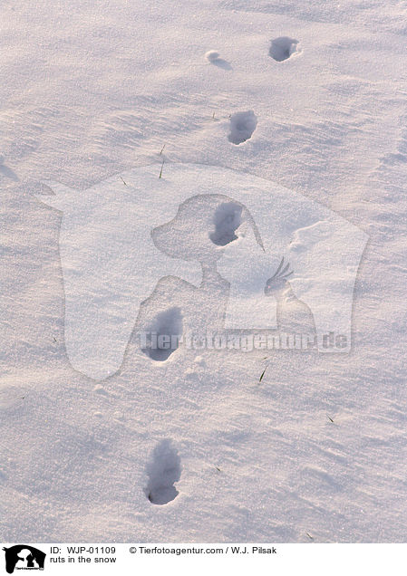 Rehspuren im Schnee / ruts in the snow / WJP-01109