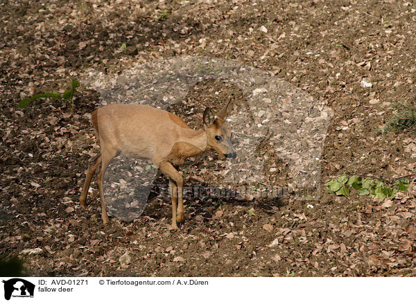 Reh auf Wildacker / fallow deer / AVD-01271