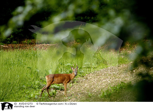 stehendes Reh / standing roe deer / AVD-01273