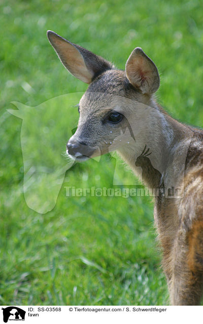 Rehkitz / fawn / SS-03568