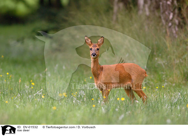 Reh / roe deer / DV-01532