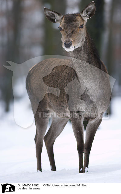 Reh im Schnee / roe deer in snow / MAZ-01592