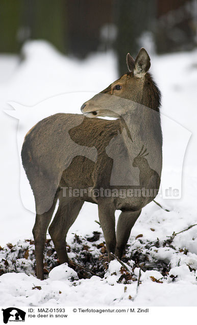 Reh im Schnee / roe deer in snow / MAZ-01593