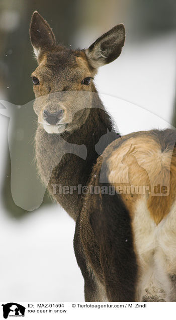 Reh im Schnee / roe deer in snow / MAZ-01594