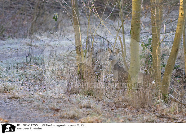 Reh im Winter / roe deer in winter / SO-01755