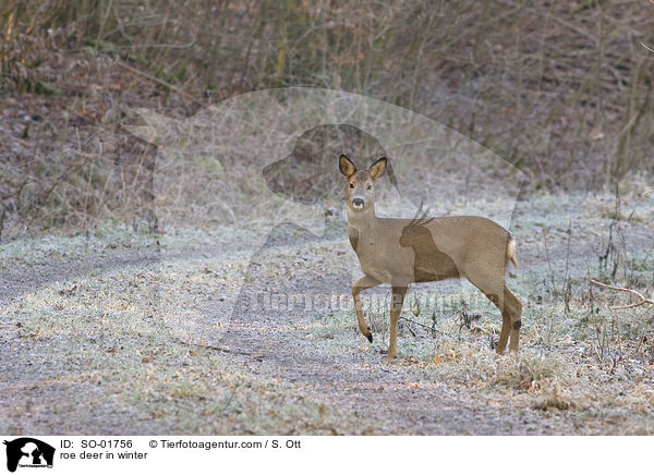 Reh im Winter / roe deer in winter / SO-01756