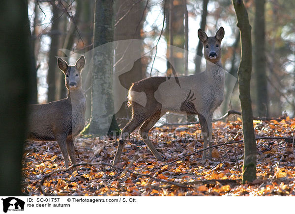 Reh im Herbst / roe deer in autumn / SO-01757