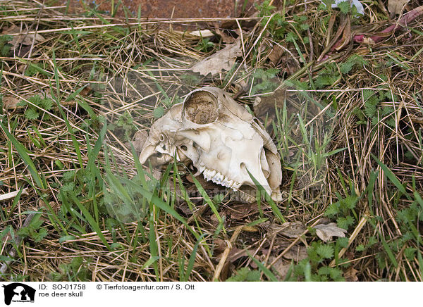 Rehschdel / roe deer skull / SO-01758