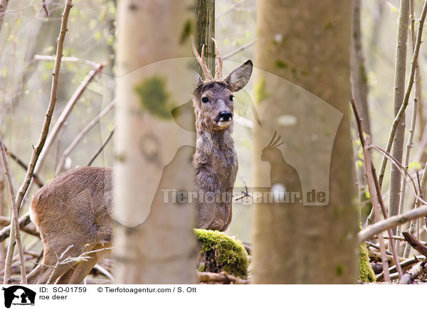Reh / roe deer / SO-01759