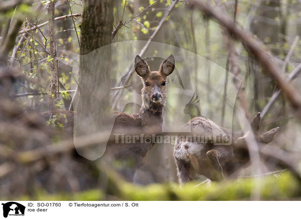Reh / roe deer / SO-01760