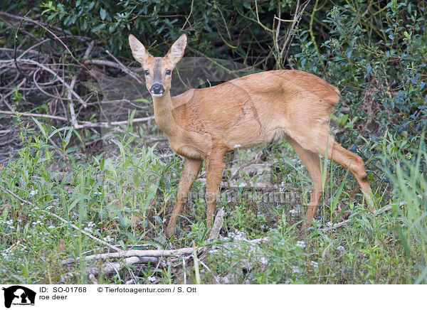 Reh / roe deer / SO-01768