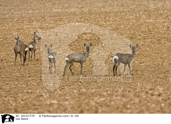 Rehe / roe deers / SO-01770