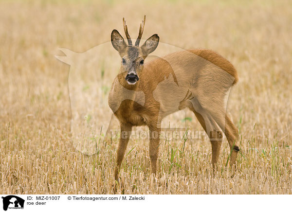 Reh / roe deer / MIZ-01007