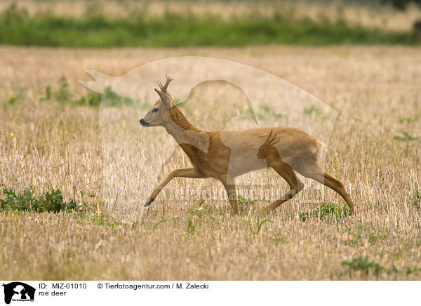 roe deer / MIZ-01010
