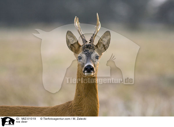roe deer / MIZ-01019
