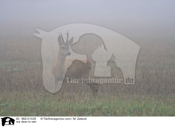 roe deer in rain / MIZ-01026