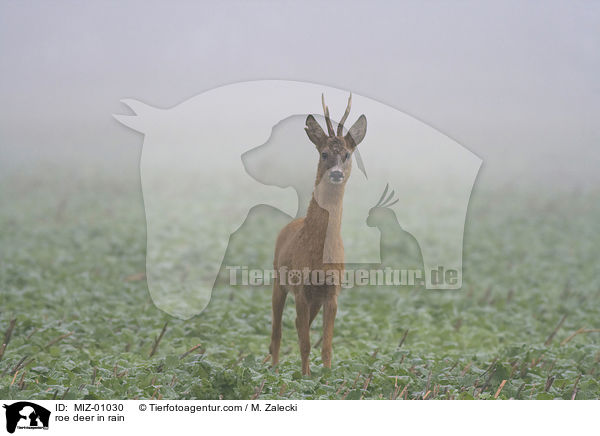 roe deer in rain / MIZ-01030