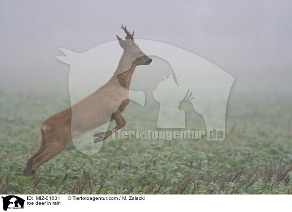 Reh bei Regen / roe deer in rain / MIZ-01031