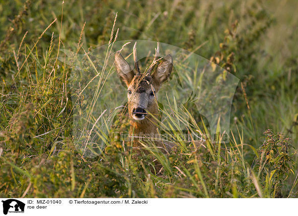 Reh / roe deer / MIZ-01040