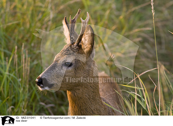 roe deer / MIZ-01041