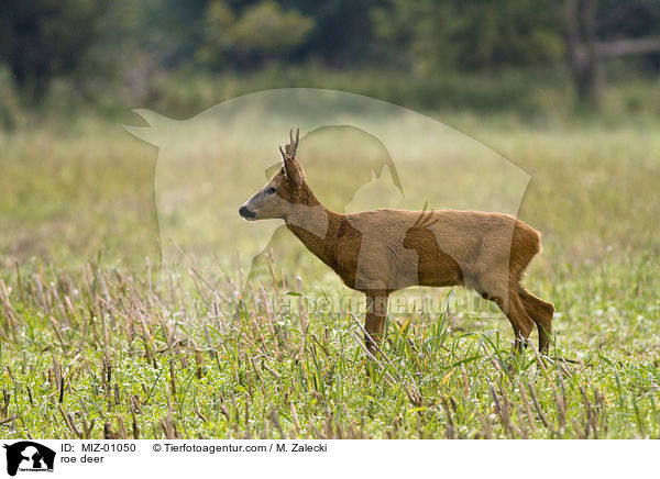 roe deer / MIZ-01050