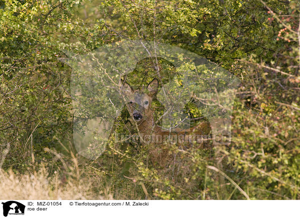 Reh / roe deer / MIZ-01054