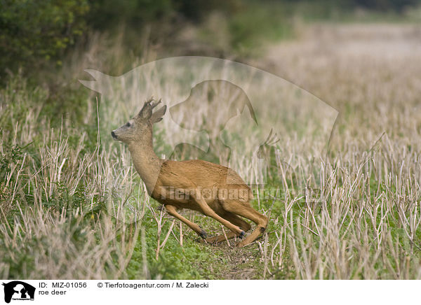 roe deer / MIZ-01056