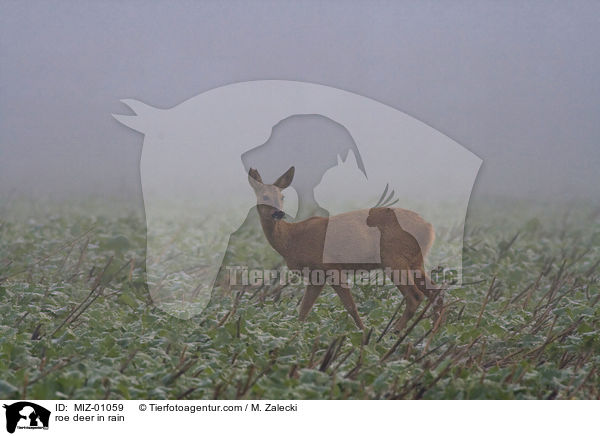 Reh bei Regen / roe deer in rain / MIZ-01059