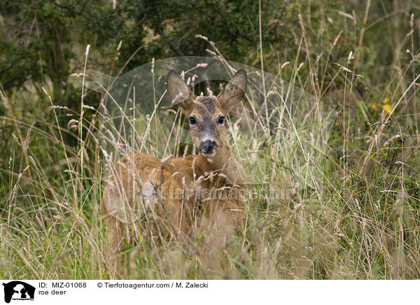 roe deer / MIZ-01068