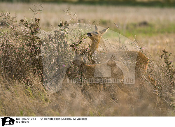 Rehe / roe deers / MIZ-01073