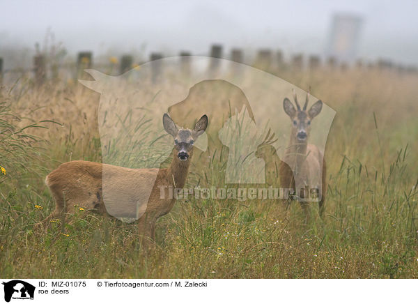 Rehe / roe deers / MIZ-01075