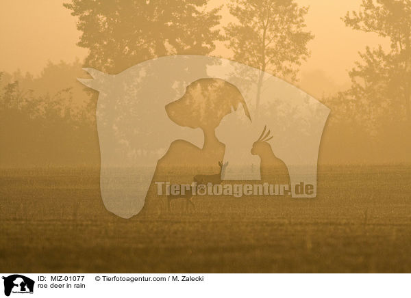 Reh bei Regen / roe deer in rain / MIZ-01077