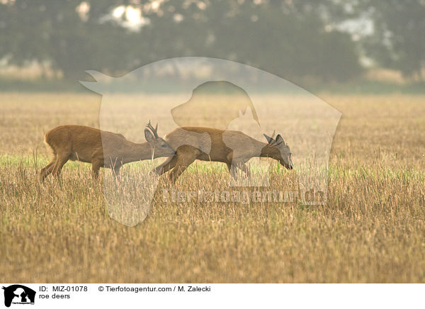 Rehe / roe deers / MIZ-01078