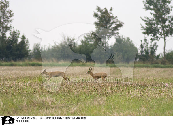 Rehe / roe deers / MIZ-01080