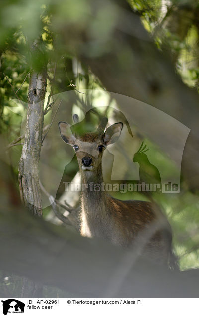 Damwild / fallow deer / AP-02961