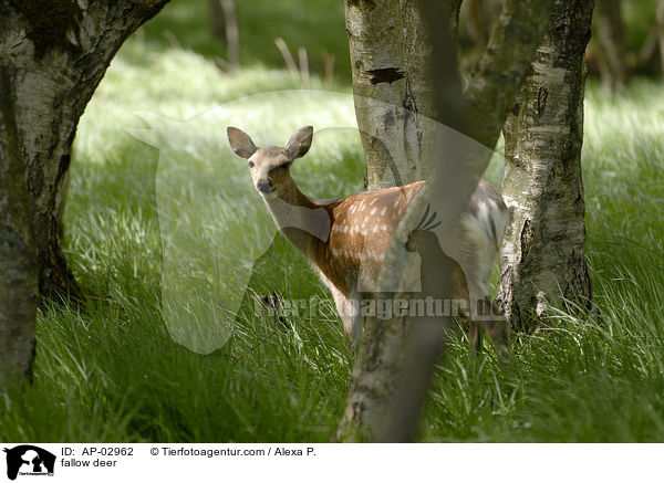 Damwild / fallow deer / AP-02962