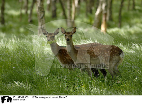 Damwild / fallow deer / AP-02963
