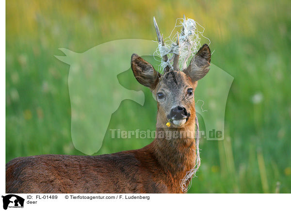 deer / FL-01489