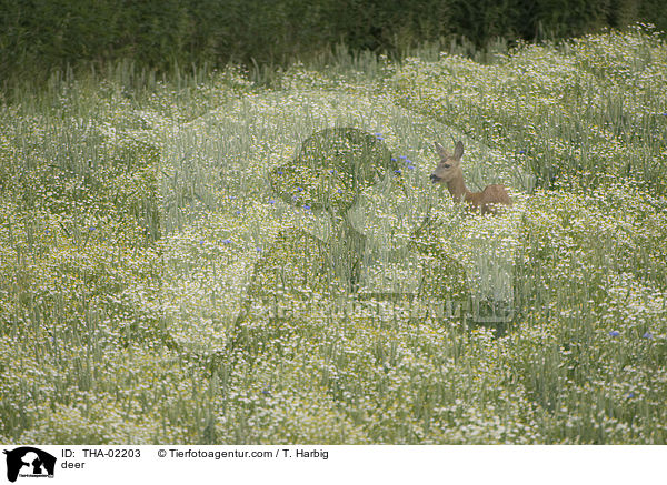 Reh / deer / THA-02203